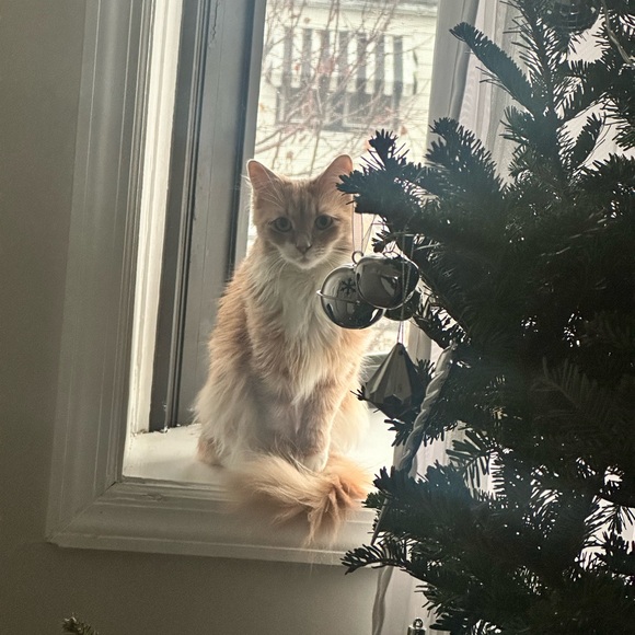 Meet wanda the cat 🐈 ✨ - Picture 2 of 2